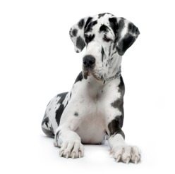 Great Dane HARLEQUIN sitting In front of white background
