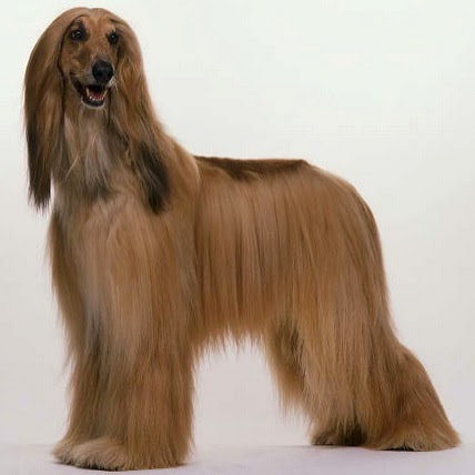 These Five Amazing Long-Haired Dog Breeds